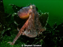 "go" taken in mukilteo kelp behind the giant pacific octo... by Stephen Sanders 